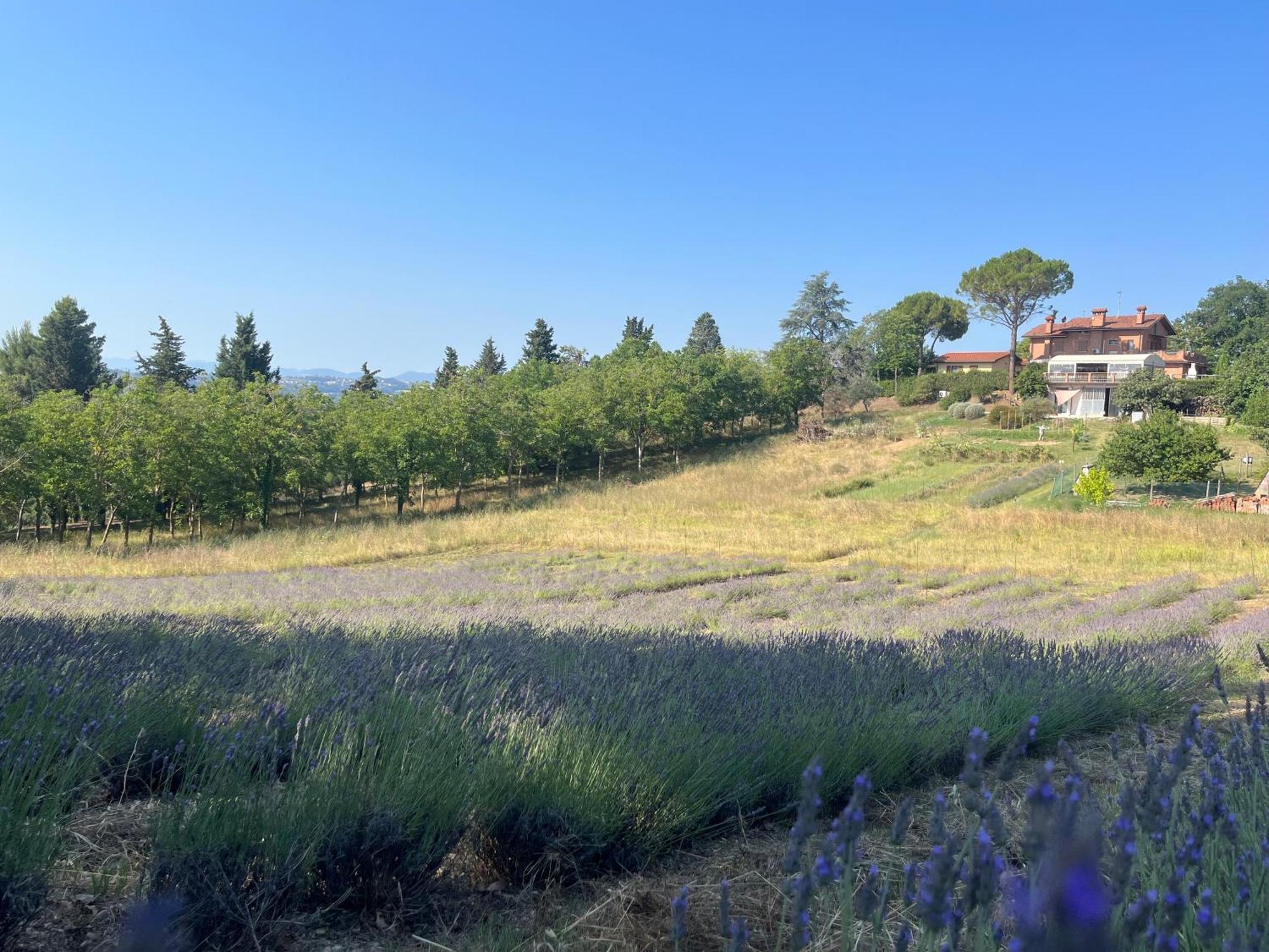 Villa Beatrice Mondavio Esterno foto